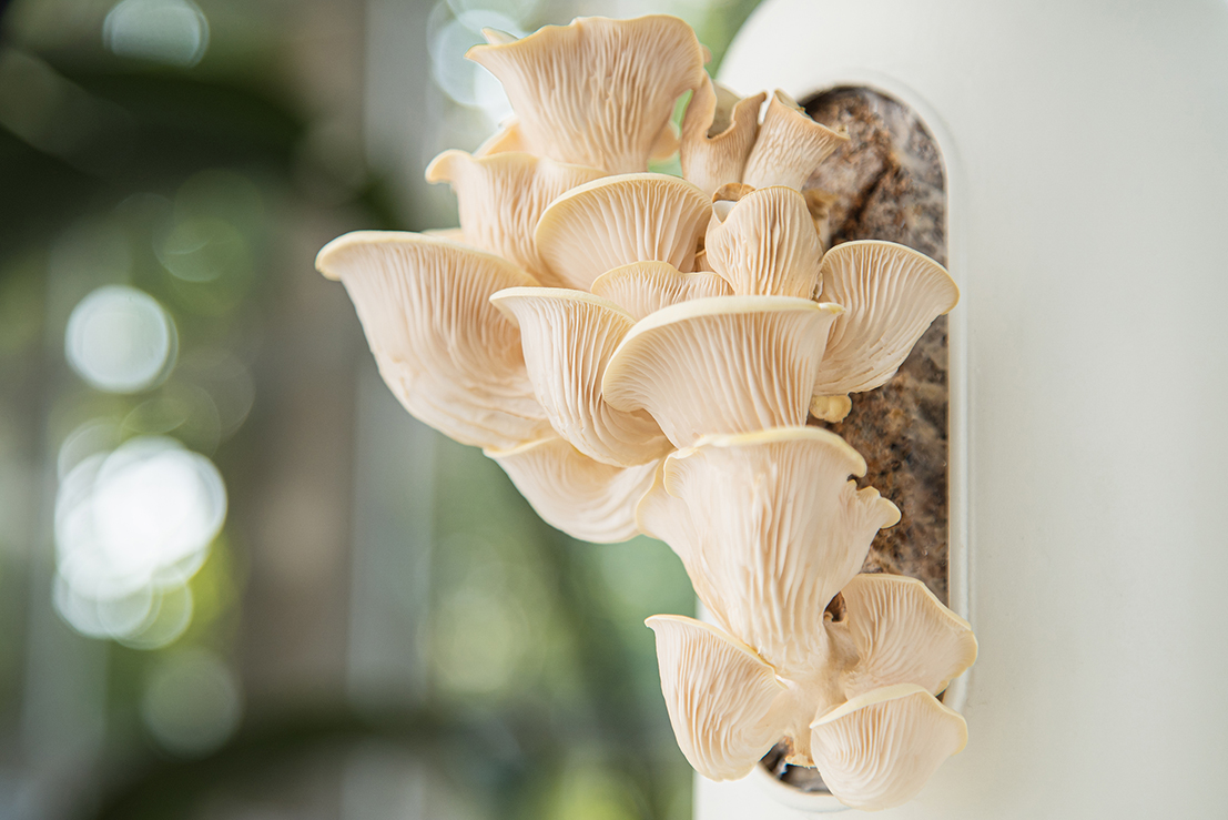 דיה_בהט_רוזנפלד_5 – דיה רוזנפלד